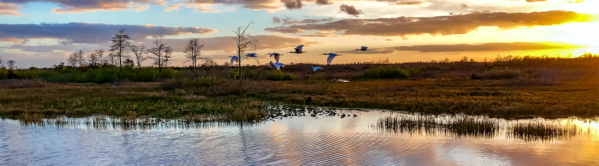 Louisiana marsh at sunrise